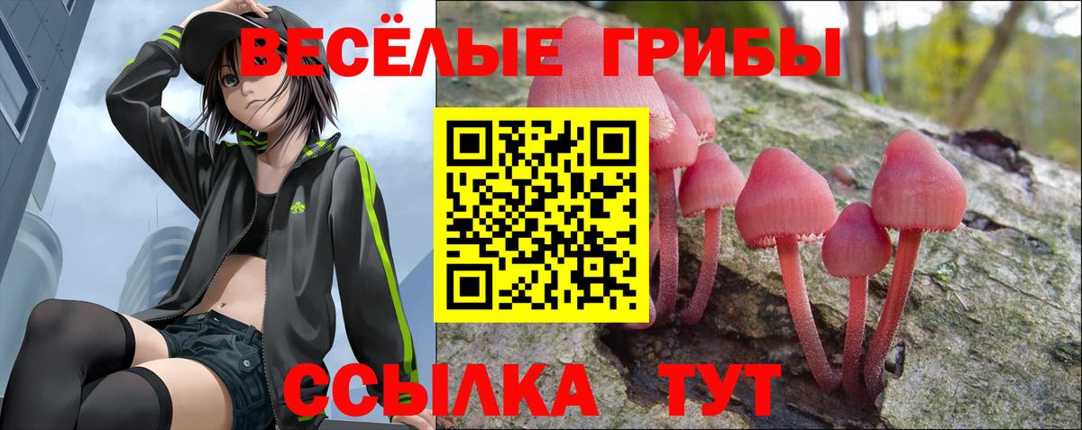 Псилоцибиновые грибы Cubensis Кандалакша